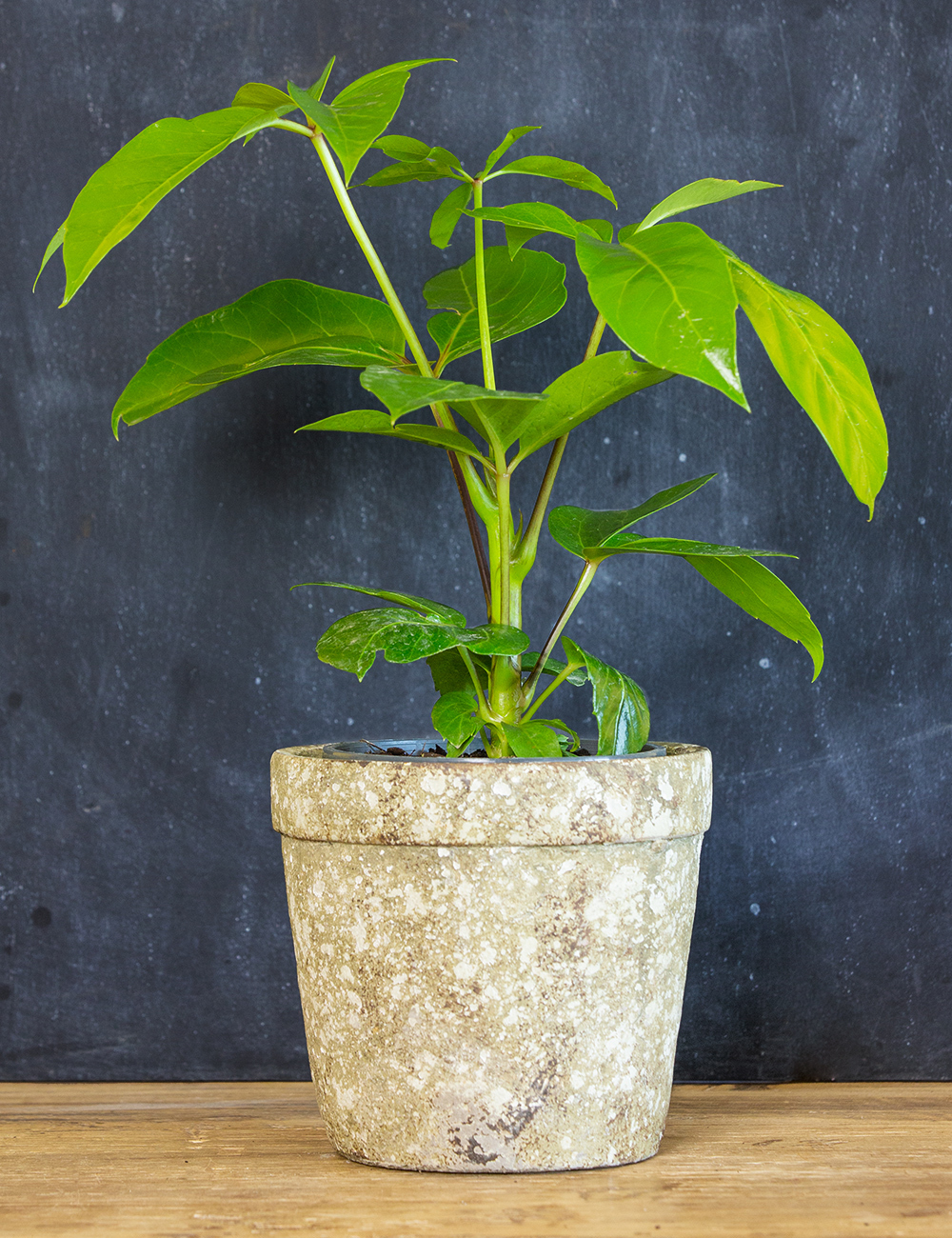 Dwarf Umbrella Tree