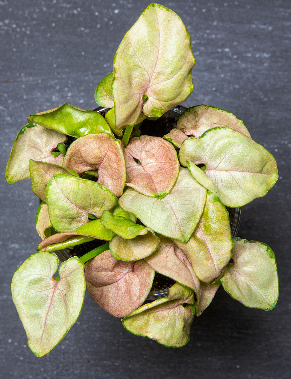 Syngonium 'Red Heart'