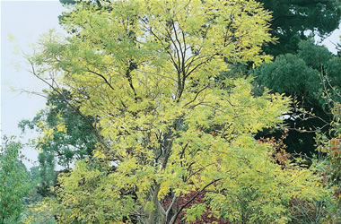 Japanese Pagoda Tree