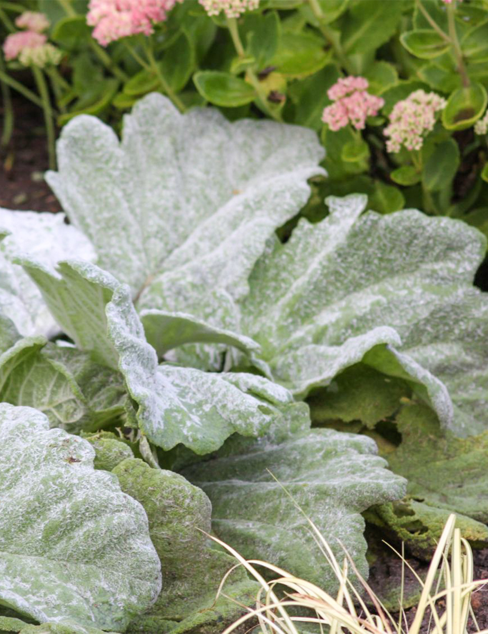 Salvia Silver Sage