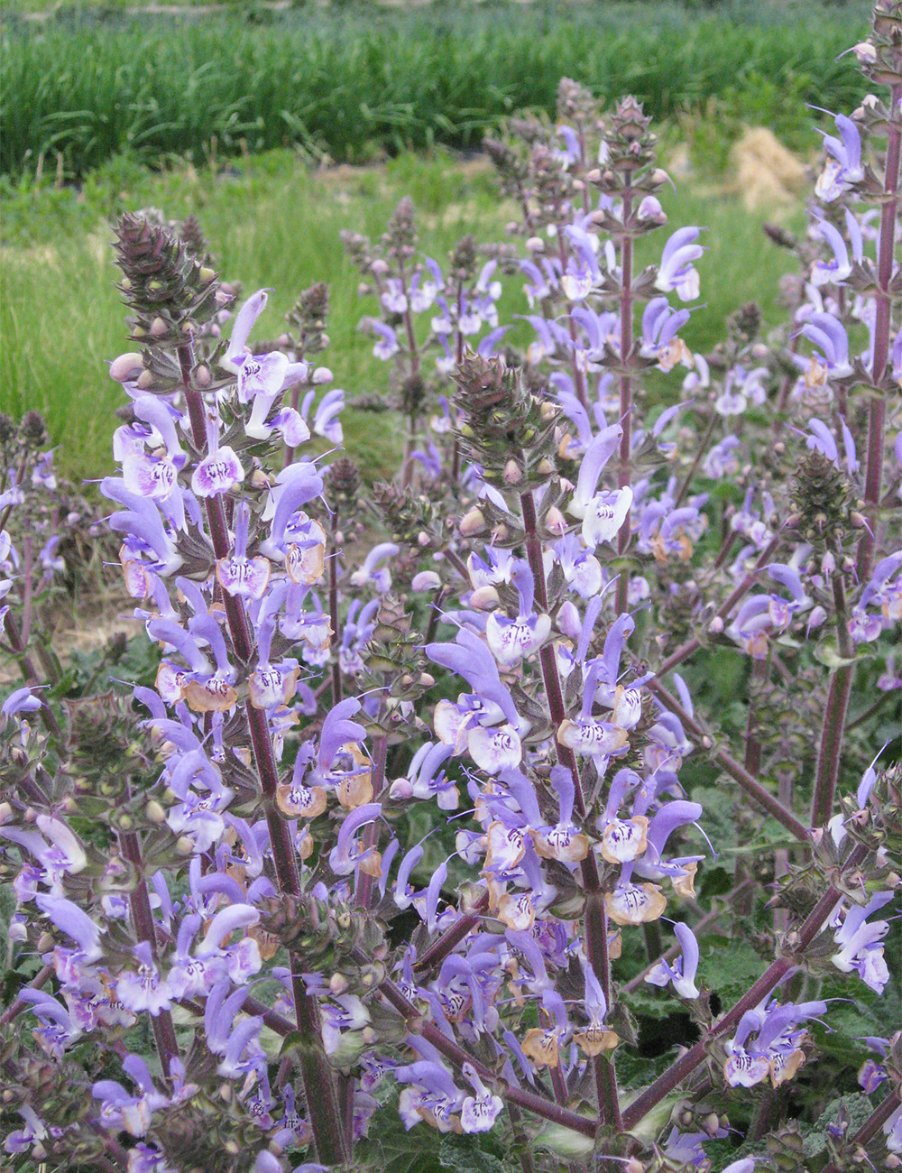 Salvia 'Shangri-La'