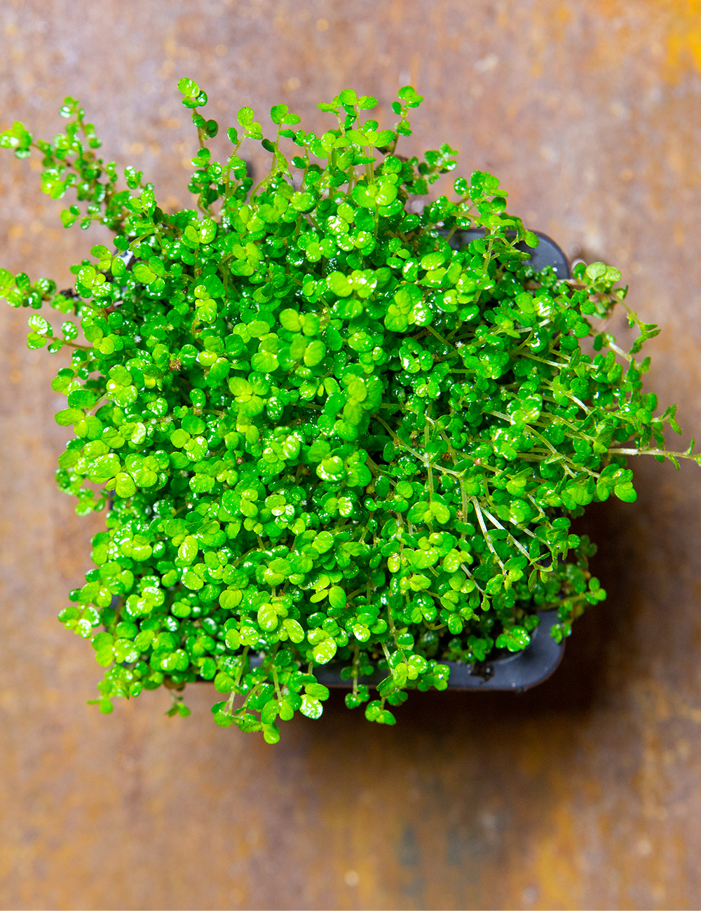 Baby Tears Plant