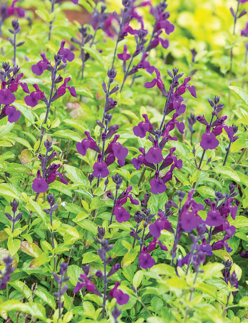 Salvia VIBE 'Ignition Purple'