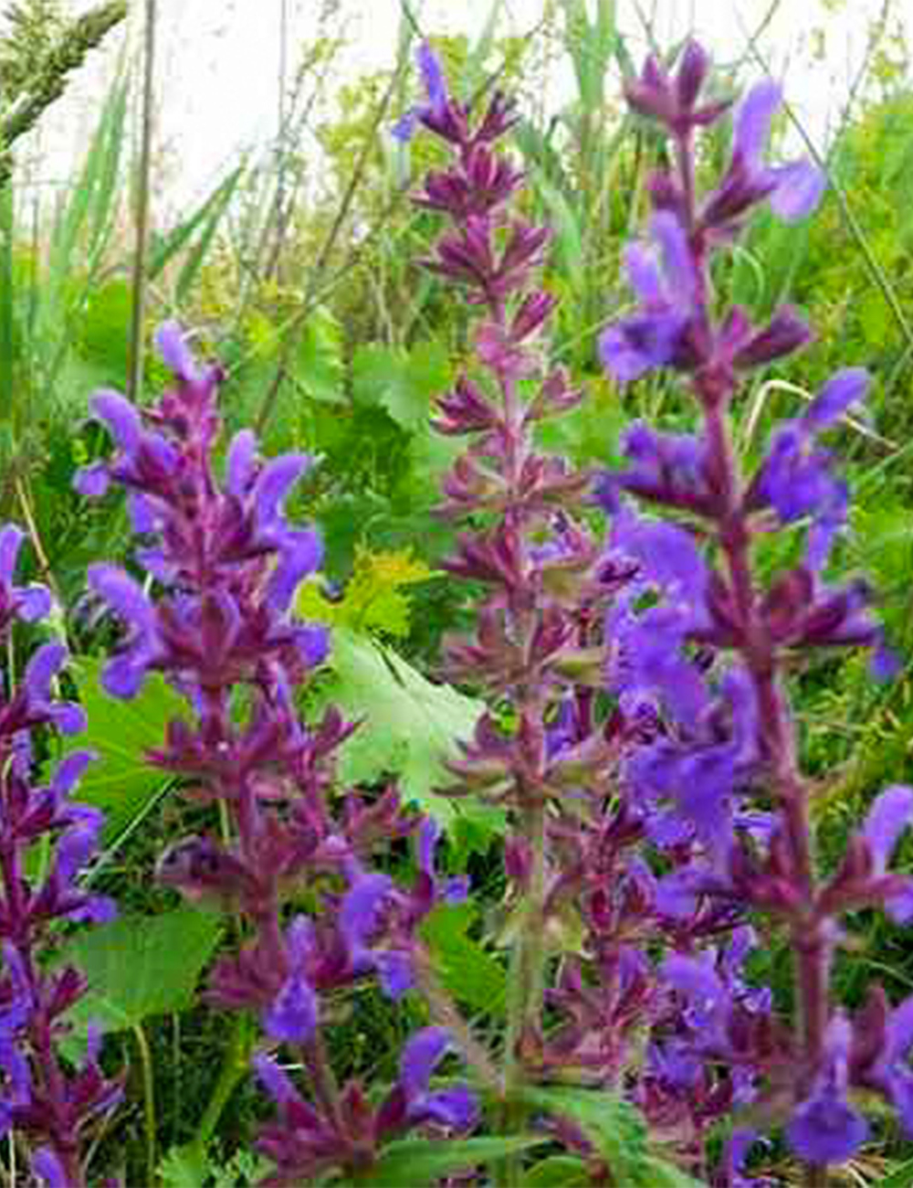 Salvia Violet Sage