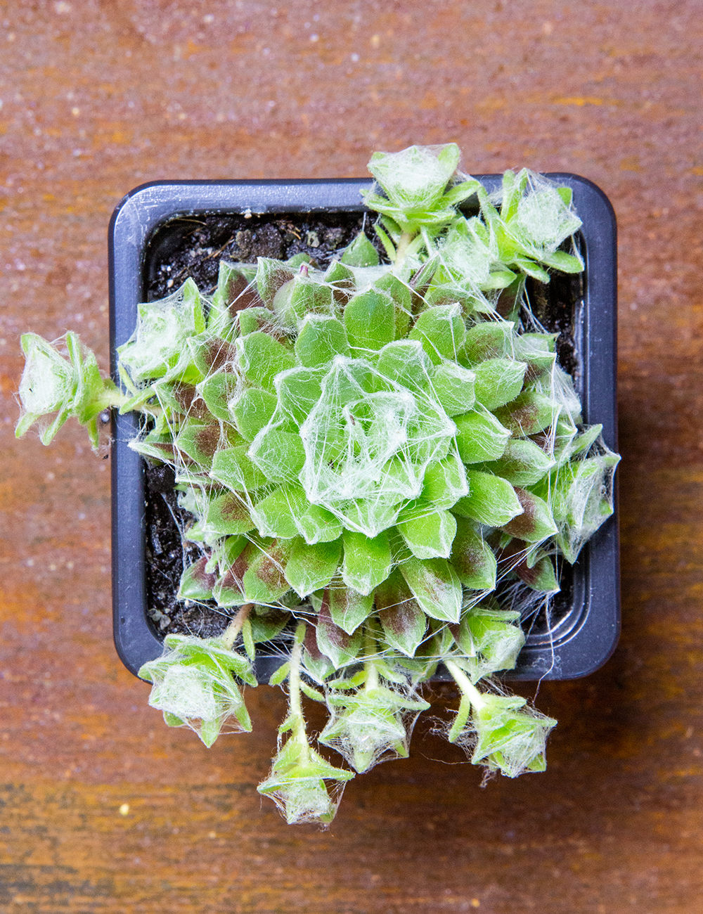 Sempervivum Cobweb Plant