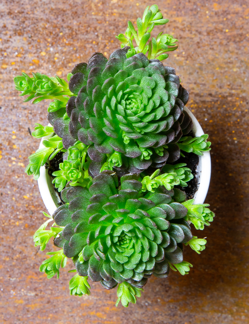 Hen and Chicks