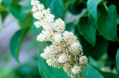 Solomon's Plume