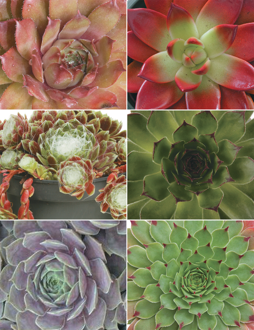 Sempervivum Cutting Collection