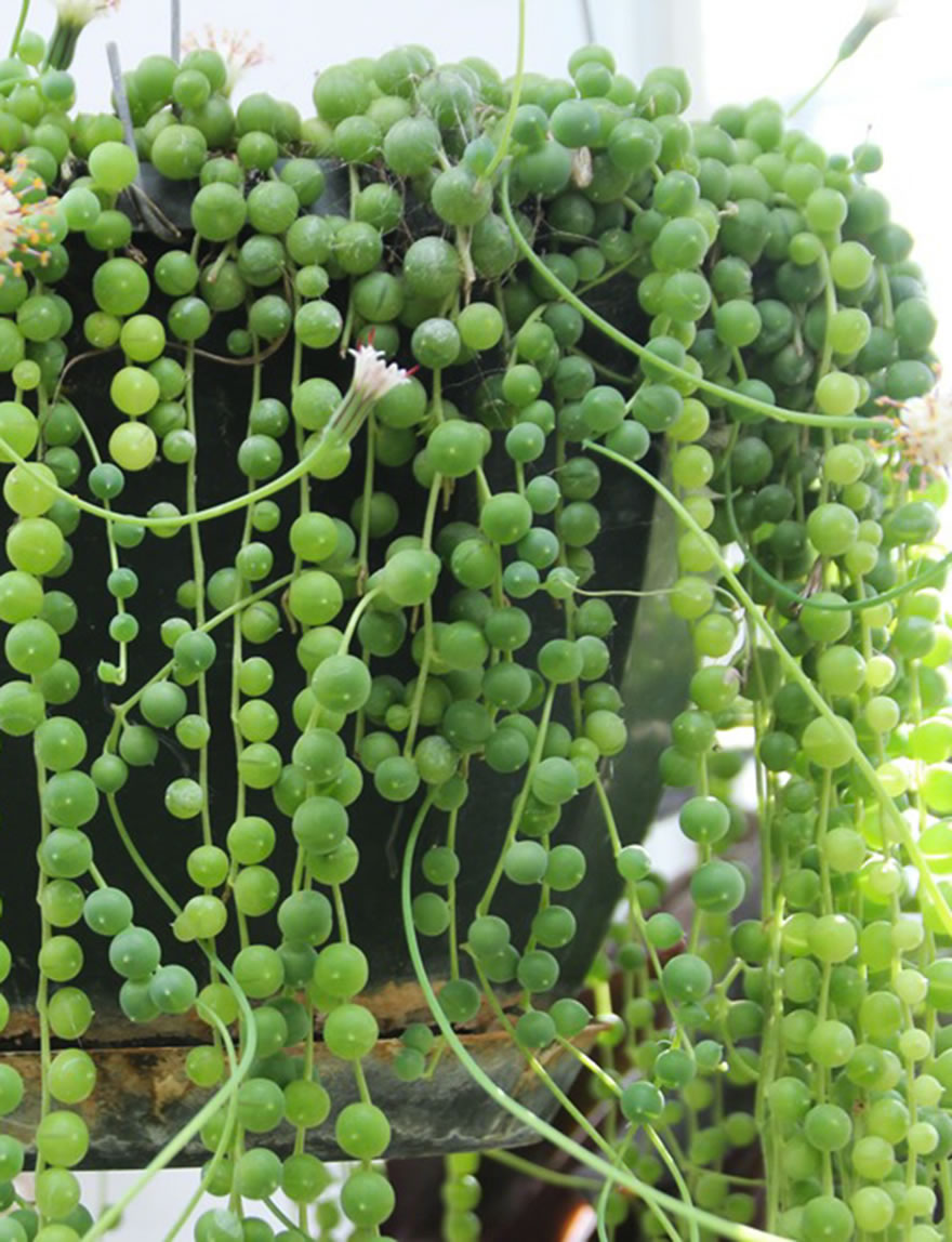 Senecio Big Balls