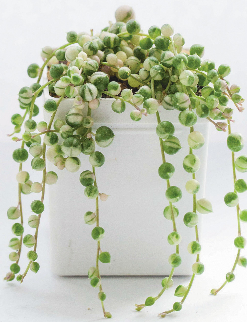 Variegated String of Pearls