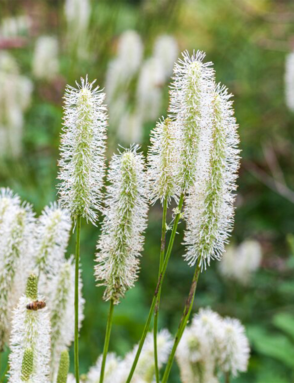 Sanguisorba White Burnet