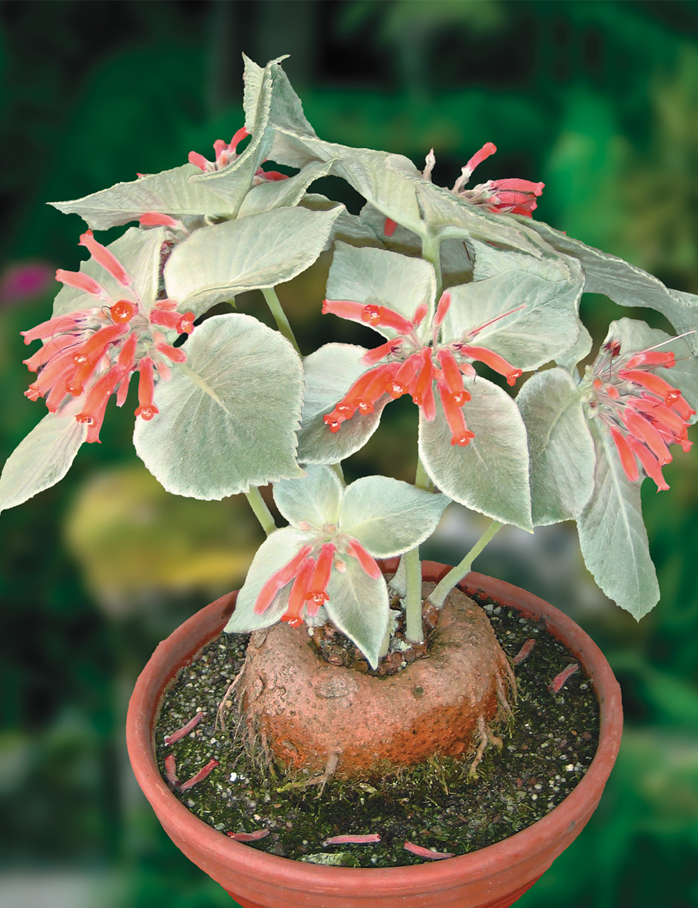 Sinningia Brazilian Edelweiss