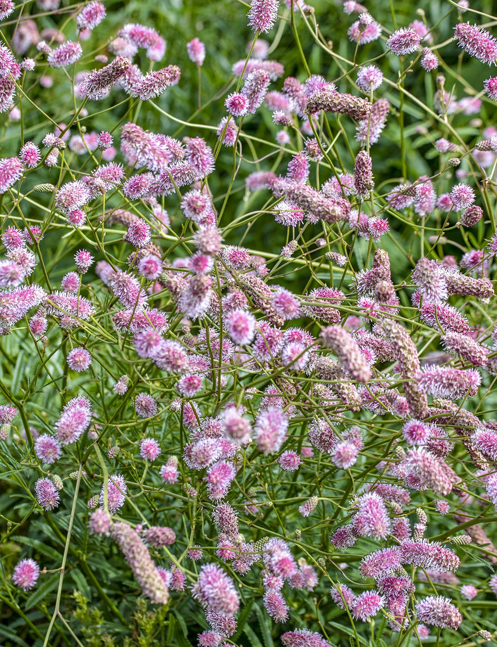 Sanguisorba 'Pink Tanna'