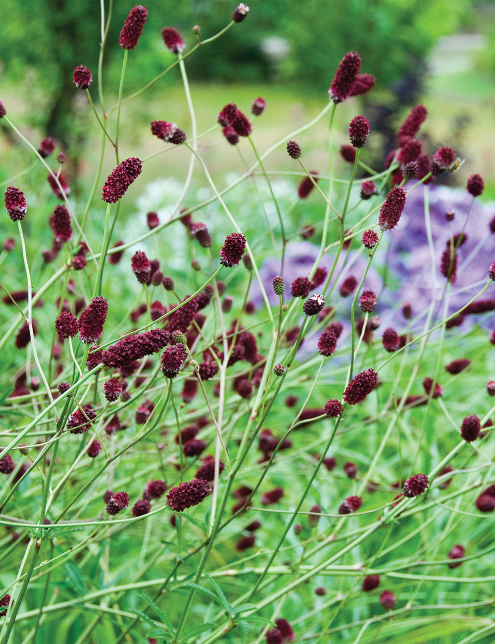 Sanguisorba 'Red Thunder'