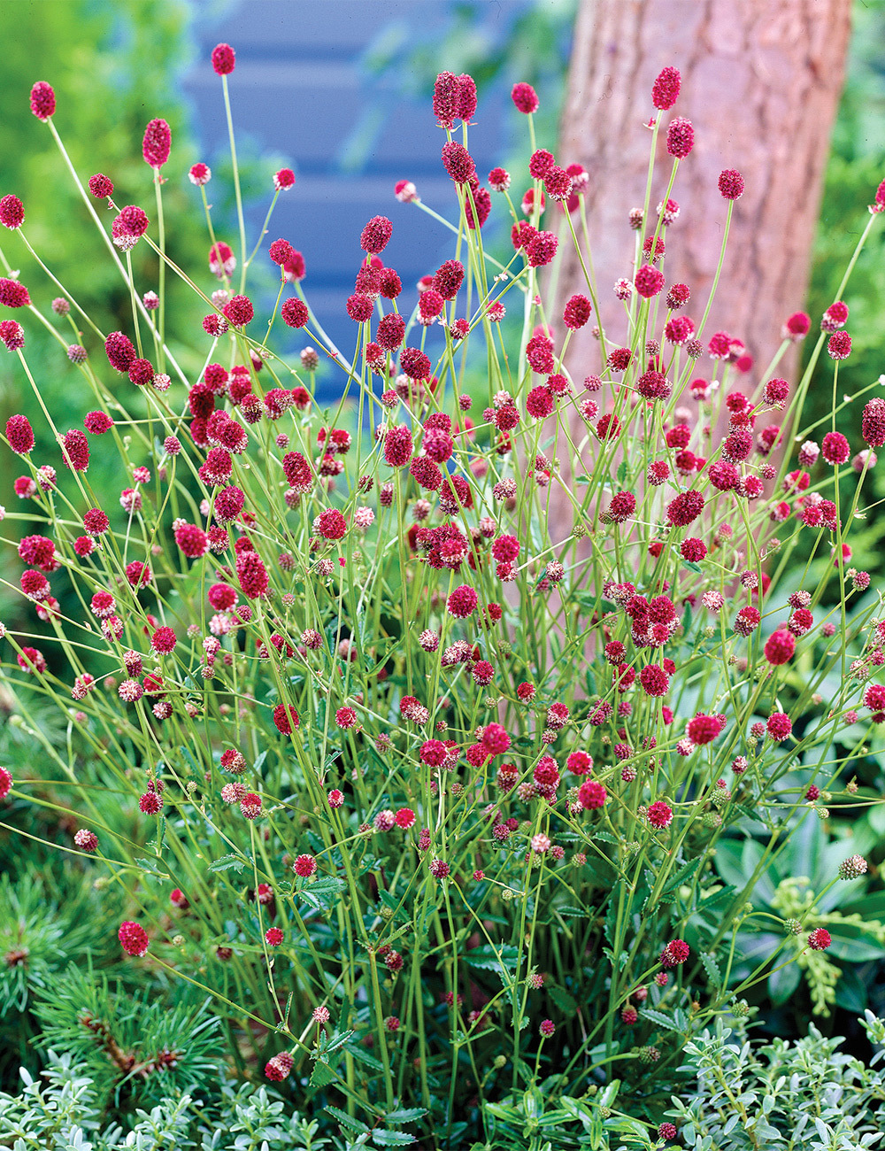 Sanguisorba 'St Philibert'