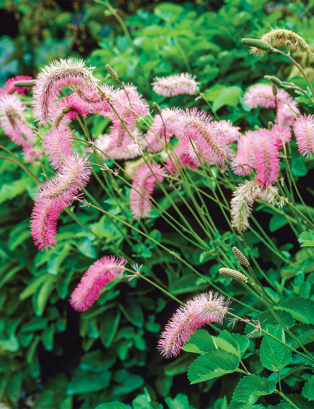 Sanguisorba Japanese Burnet