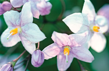 Potato Vine