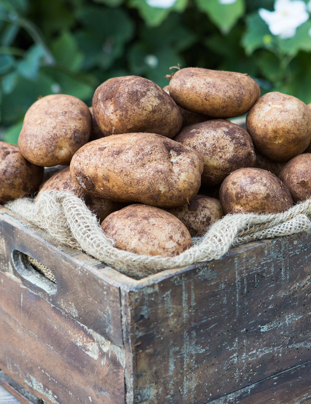White Potato 'Exton'