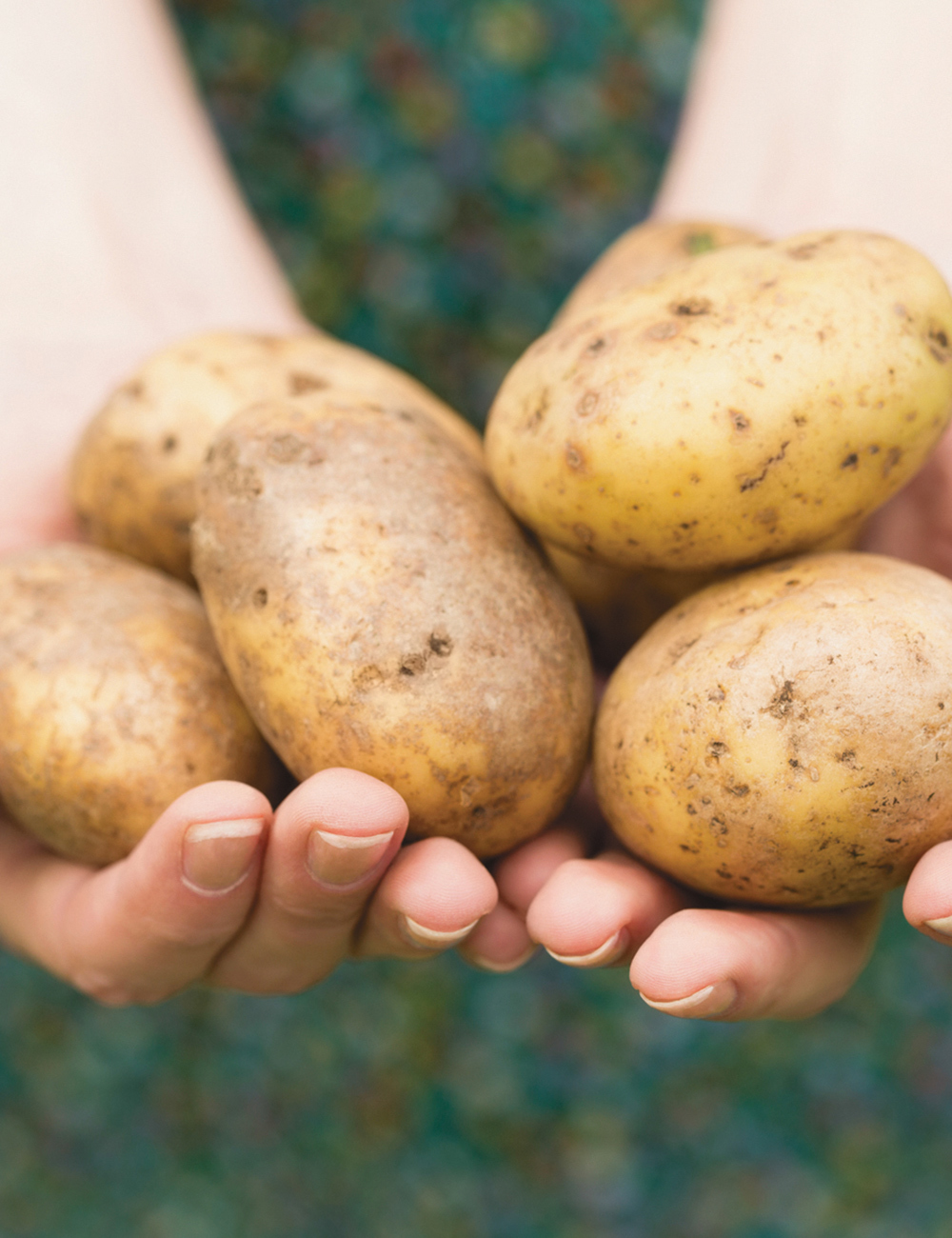 Potatoes White Potato 'Sebago'