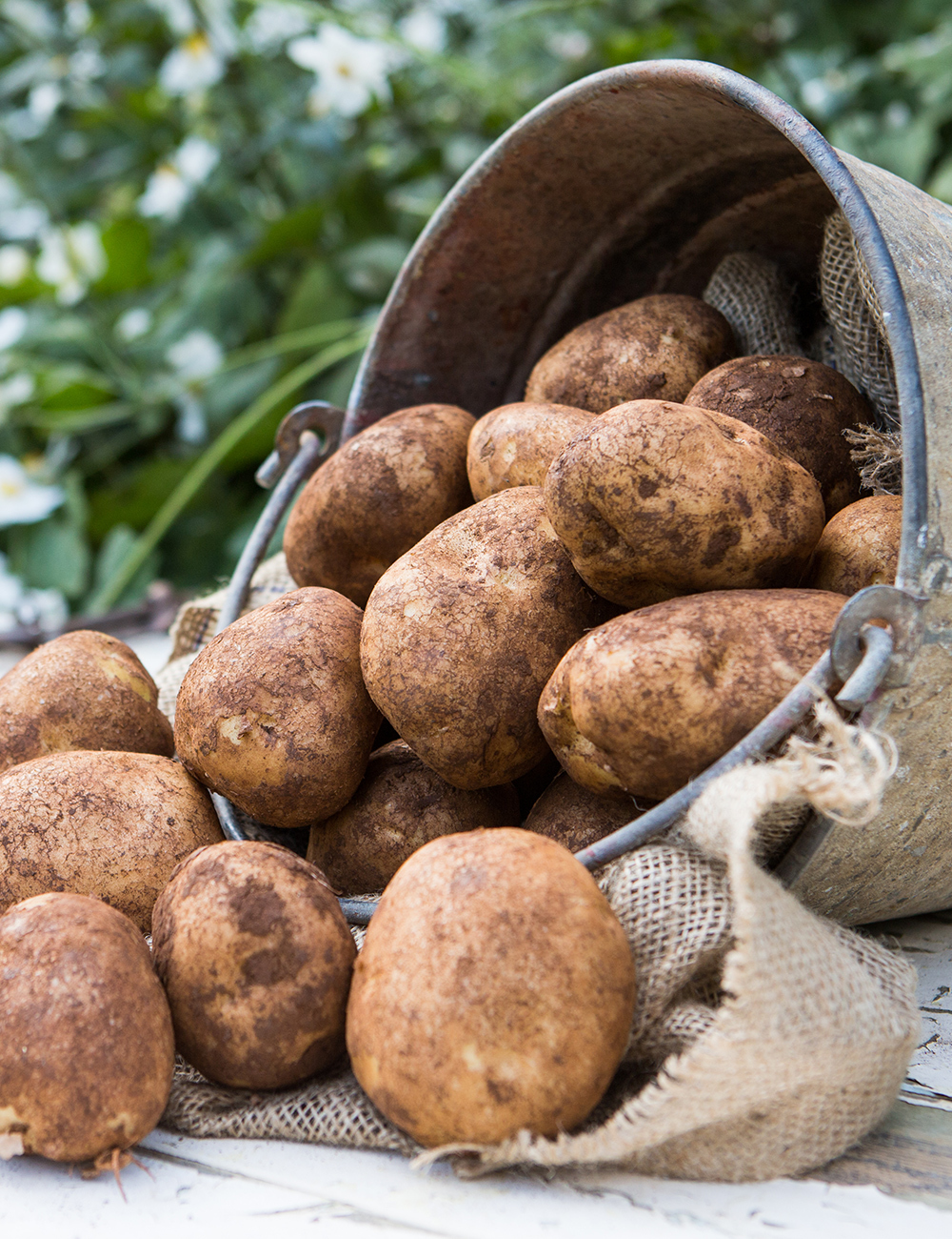 Yellow Potato 'Nicola'