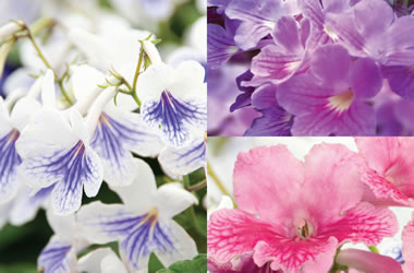 Cape Primrose Collection