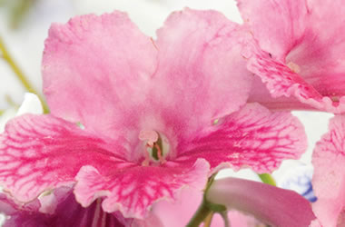 Cape Primrose 'Something Special'
