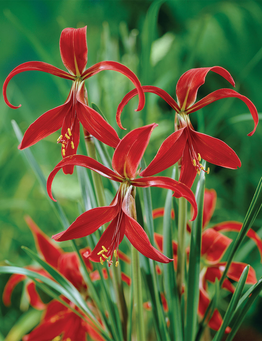 Jacobean Lily