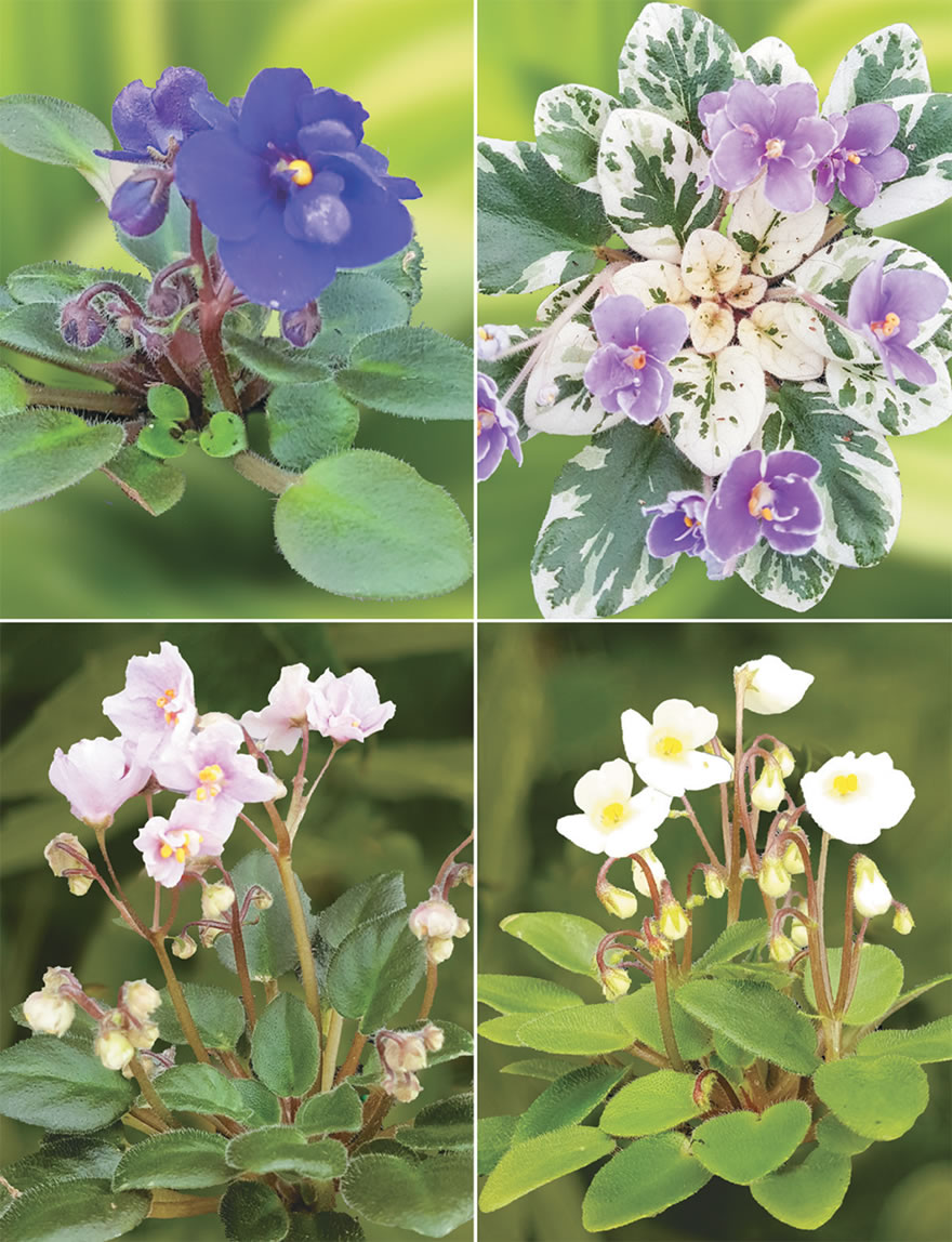 Miniature African Violets Collection