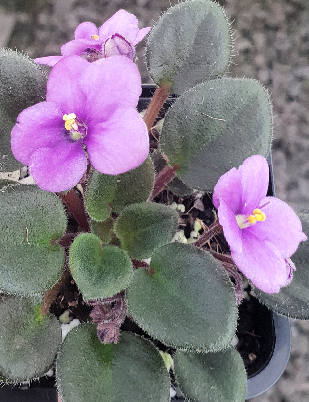 Miniature African Violet Rob's Fuddy Duddy