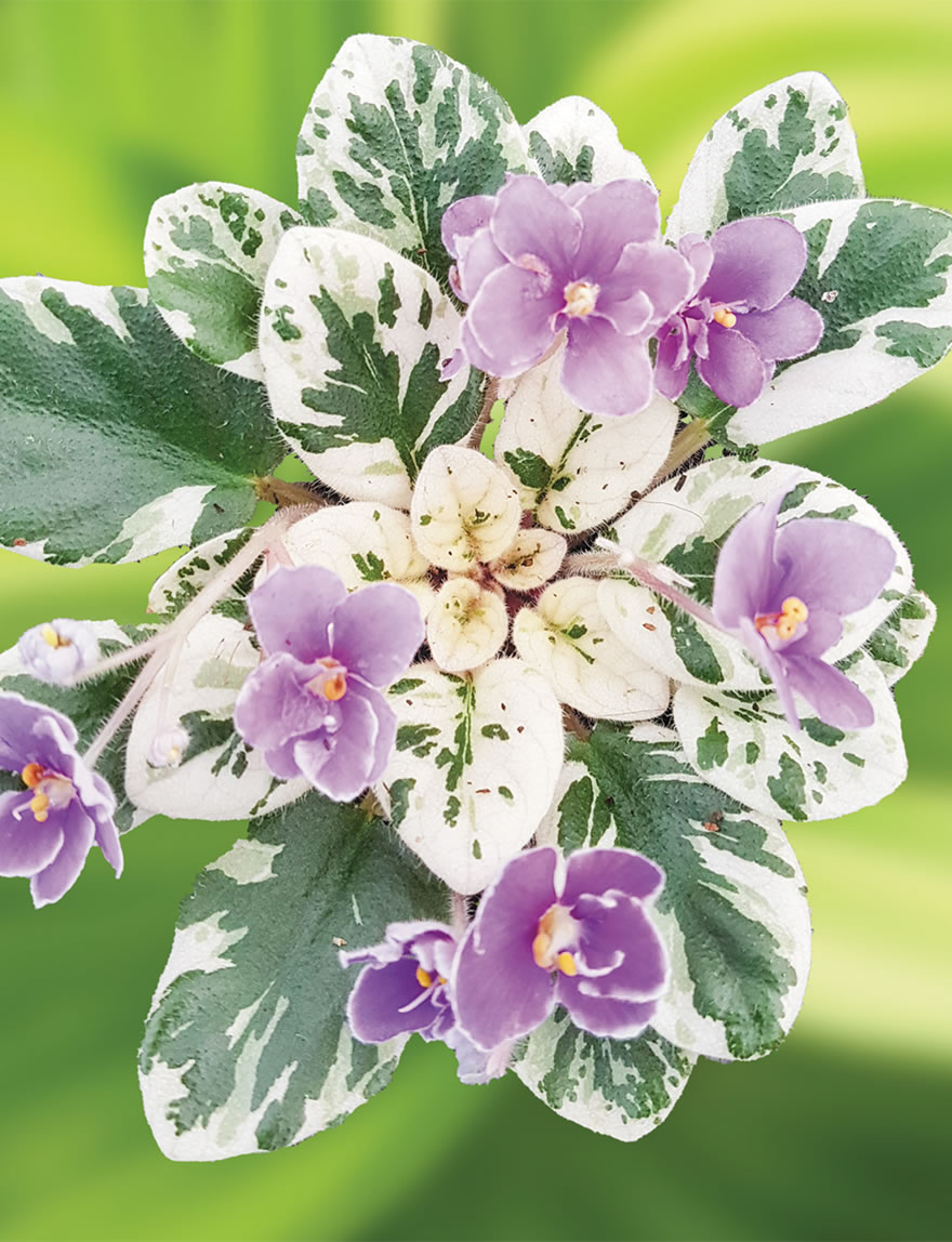 Miniature African Violets Violet Charm