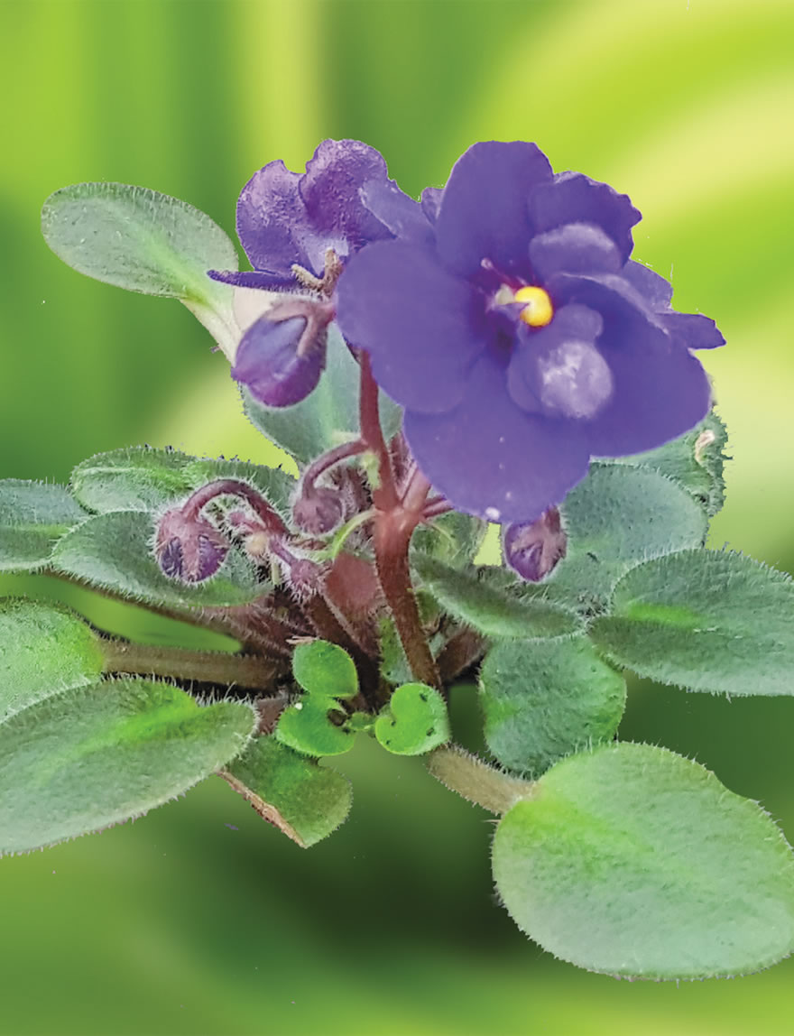 Miniature African Violets Violet Dutch