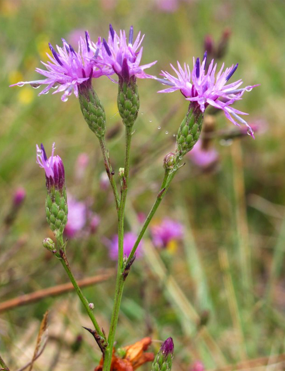 Serratula Seionei