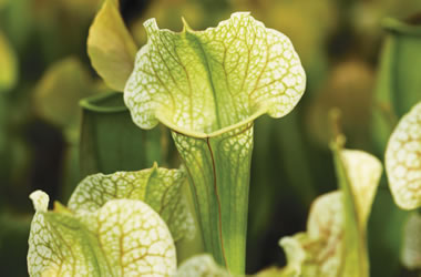 Insectivorous Plants 'White Pitcher Plant'