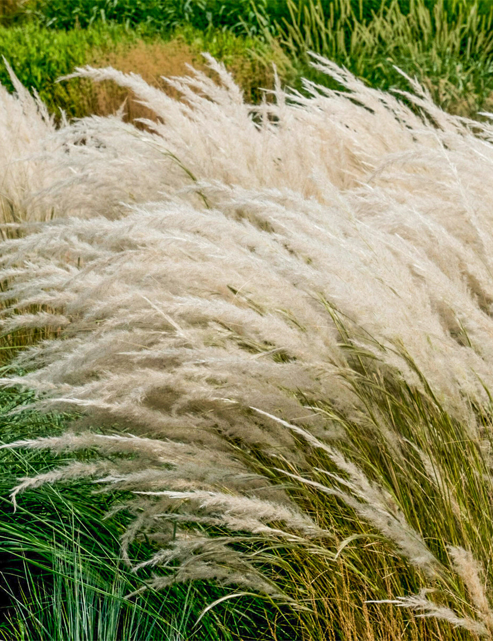 Peruvian Feather Grass 'Stipa Ichu'