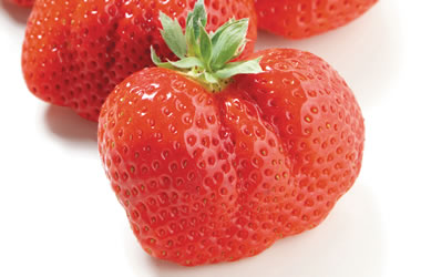 Japanese Strawberries Kunowase