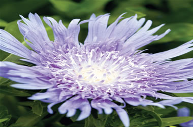 Stoke's Aster Blue Moon