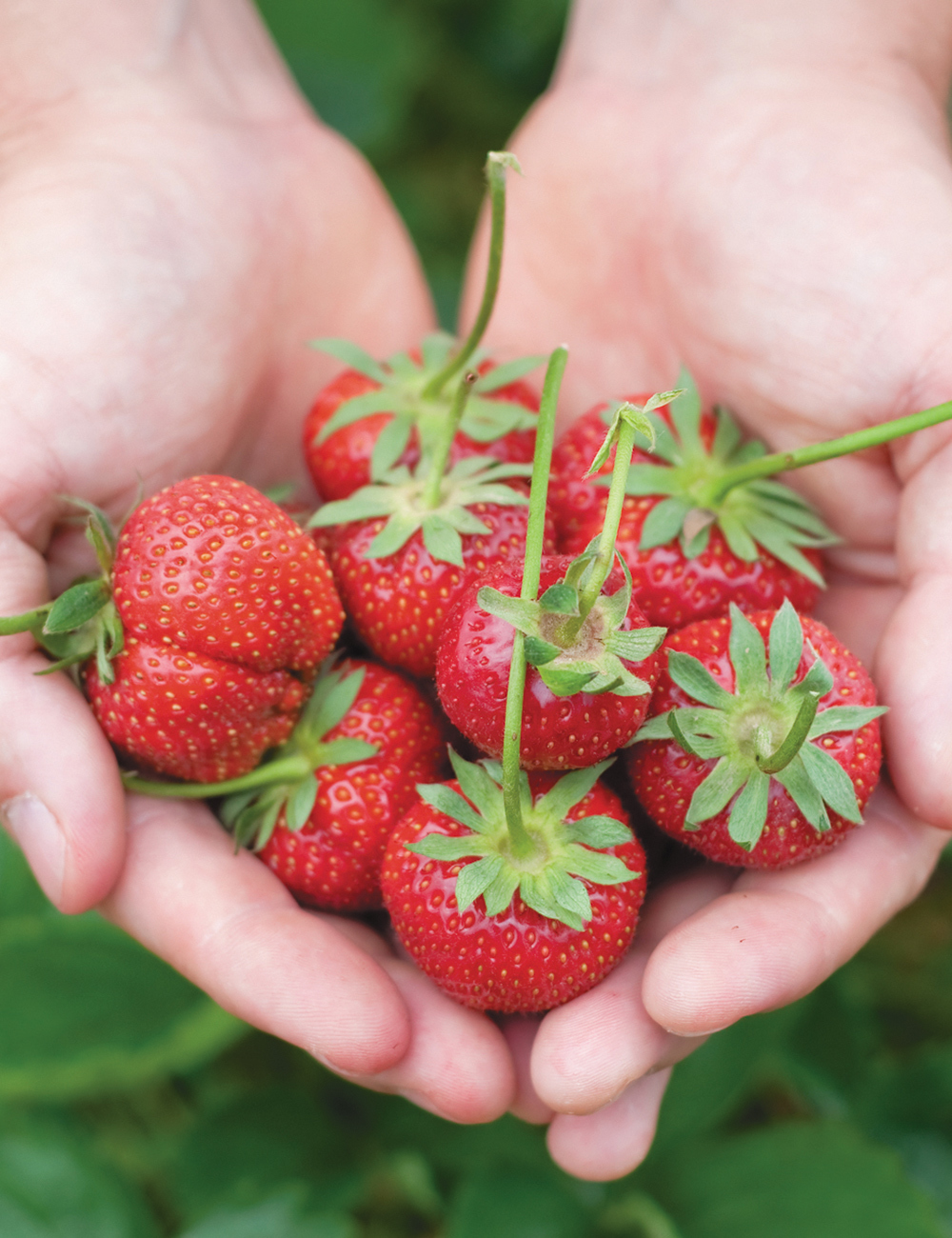 Strawberry 'Adina'