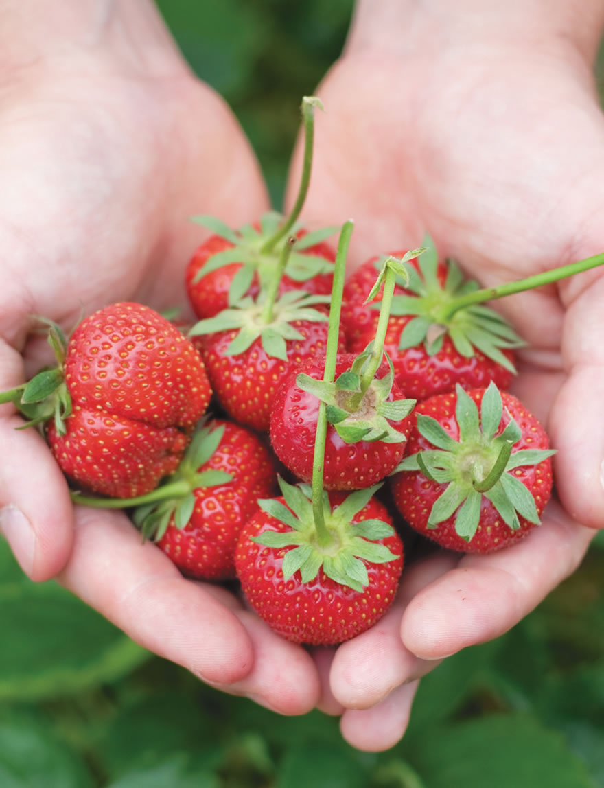 Strawberries Lowanna