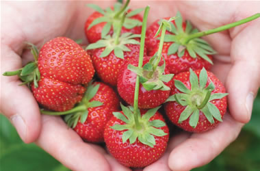 Strawberries Torrey