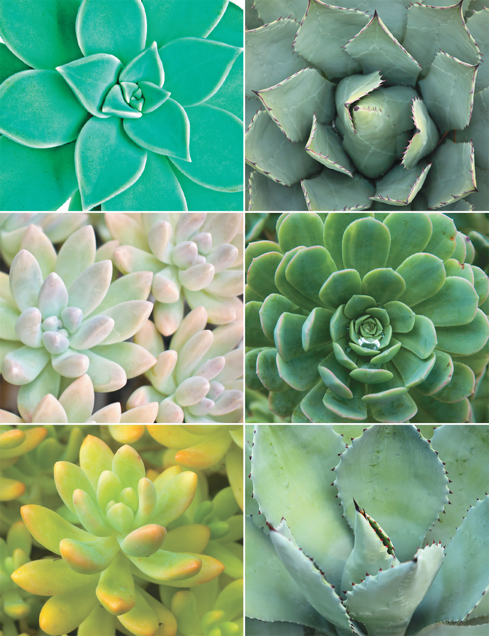 Succulent Cutting Collection