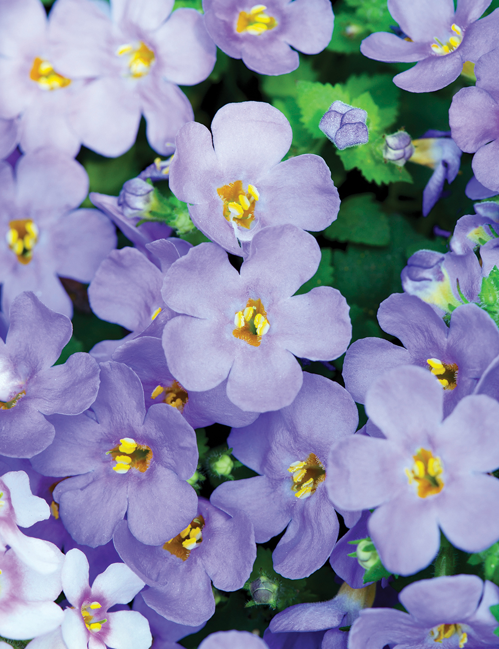 Bacopa MegaCopa Blue