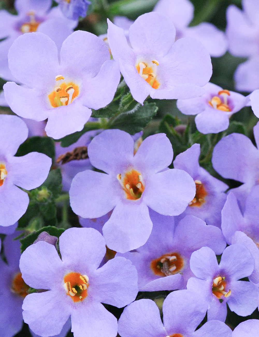 Bacopa MegaCopa Sky Blue