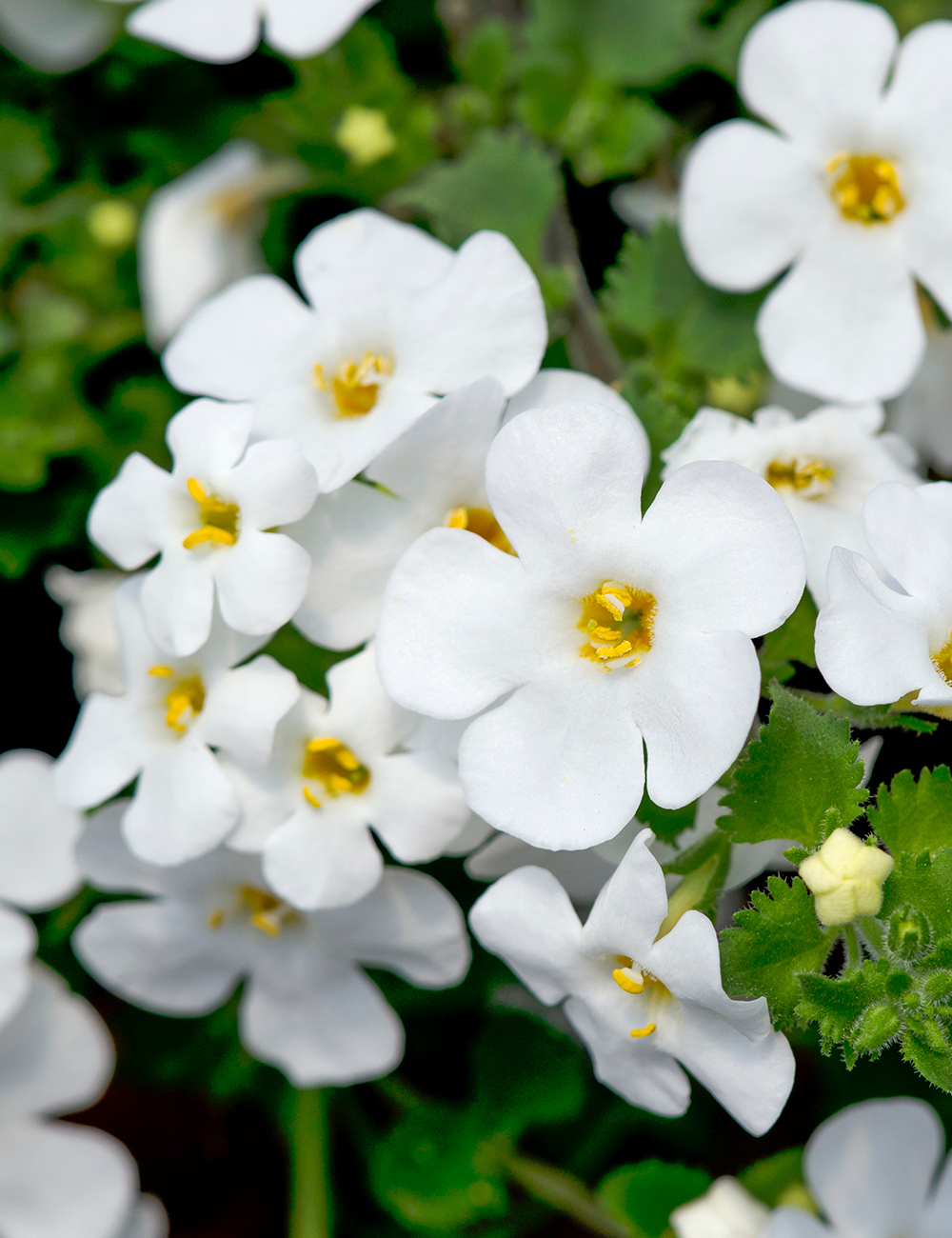 Bacopa MegaCopa White