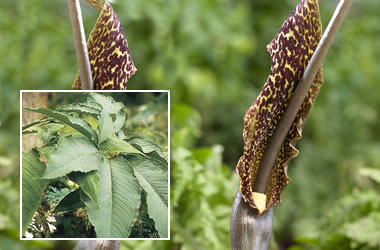 (41C) Voodoo Lily