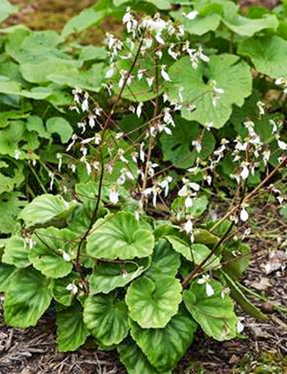 Saxifraga 'Emerald'