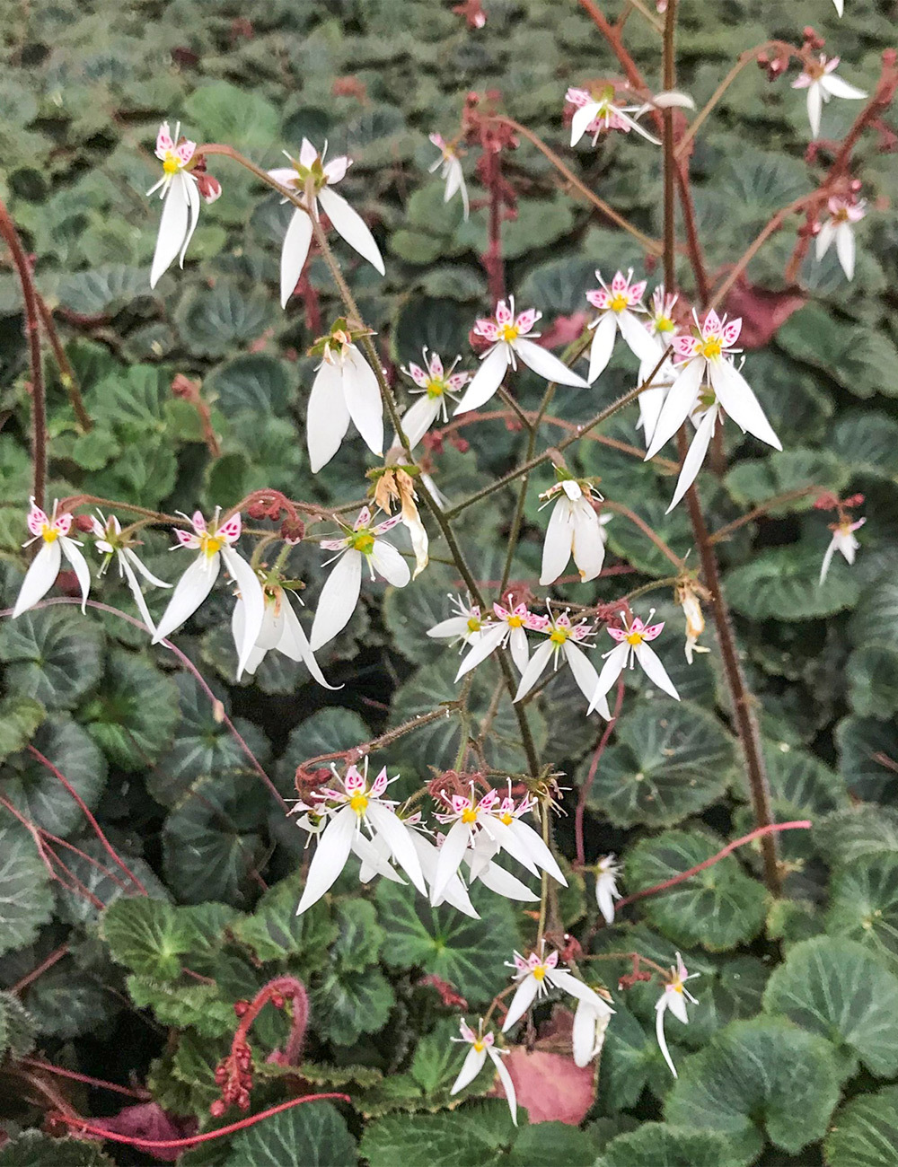 Saxifraga Strawberry Begonia