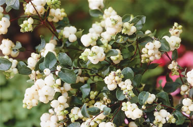 Snowberry