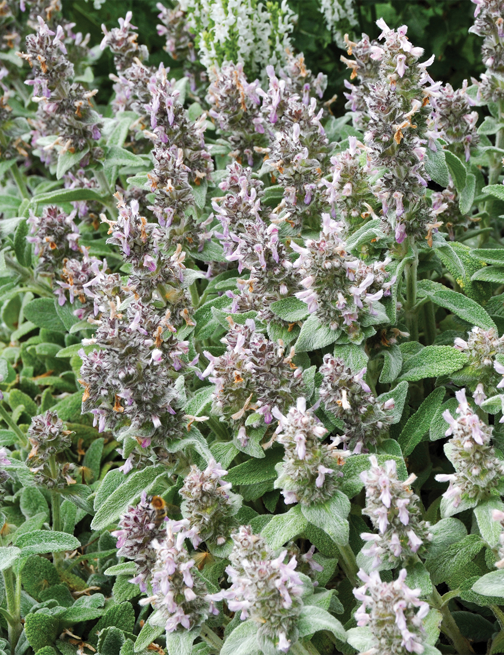 Stachys 'Silky Fleece'