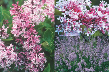 Lilac Collection