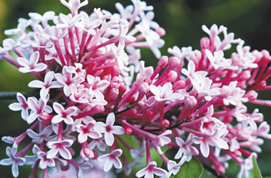 Lilac 'Miss Kim'